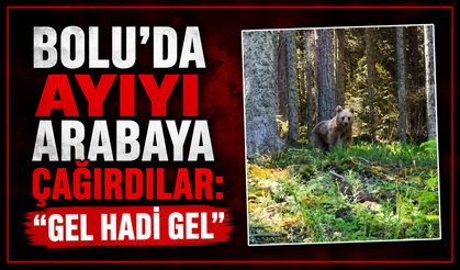 Bolu’da ormanlık alanda ilginç anlar: Ayıya "gel hadi gel" diye seslendi