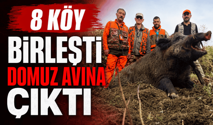 Yaban domuzu sürek avı yapıldı