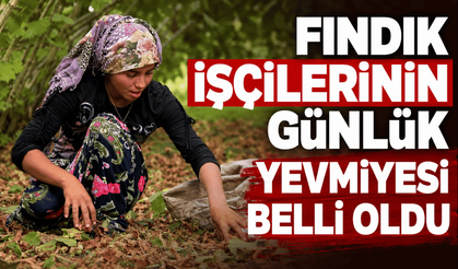 Fındık işçilerinin günlük yevmiyesi belli oldu