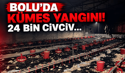 Bolu'da, kümeste 24 bin civciv öldü