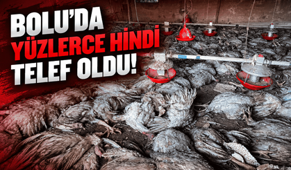 Bolu'daki kümes yangınında hindiler telef oldu