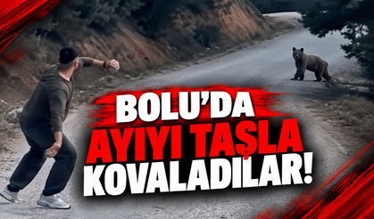 Bolu’da ayıyı taşla kovaladılar