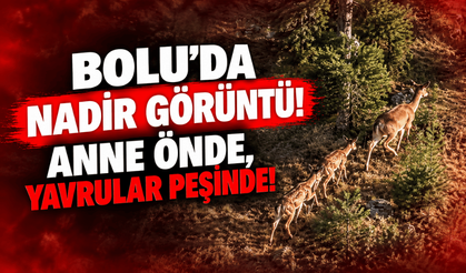 Bolu’da anaç geyik ve yavruları görüntülendi
