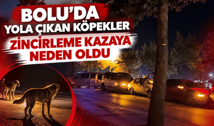 Yola çıkan köpekler zincirleme kazaya neden oldu