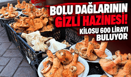 Bolu'da dağların gizli hazinesi 600 liraya satılıyor