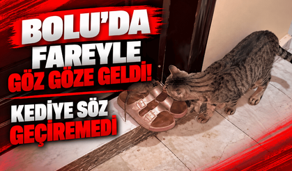 Kapısının önünde fareyle karşılaştı, kediye söz geçiremedi