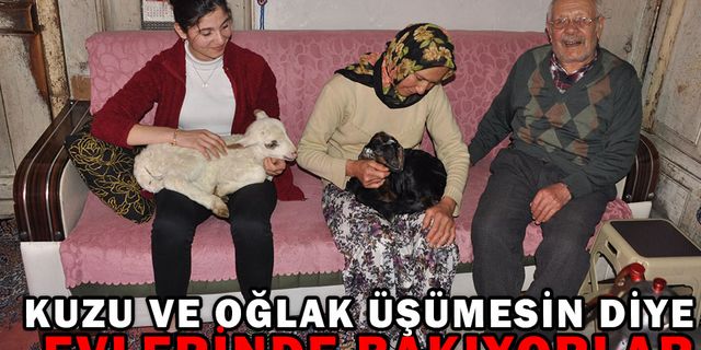 YENİ DOĞAN KUZU VE OĞLAK ÜŞÜMESİN DİYE EVLERİNDE BAKIYORLAR
