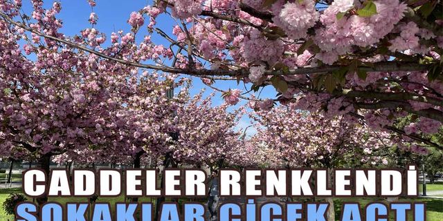 BOLU VE ABANT ÇİÇEK BAHÇESİNE DÖNDÜ