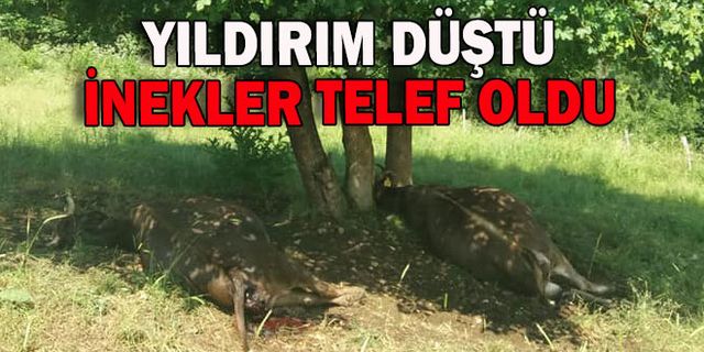 Yıldırımdan inekler telef oldu