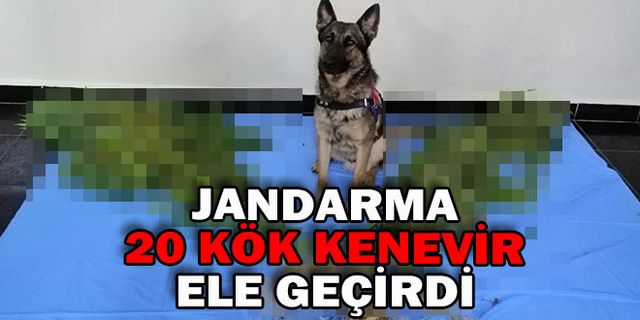 JANDARMA 20 KÖK KENEVİR ELE GEÇİRDİ