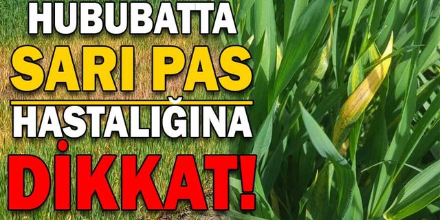 HUBUBATTA SARI PAS HASTALIĞINA DİKKAT
