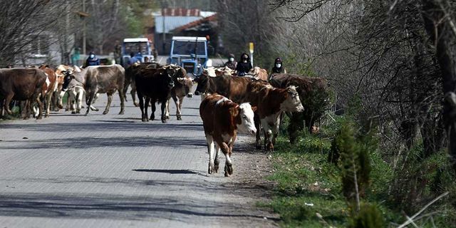 BOLU'DA YAYLALARA "GÖÇ" BAŞLADI