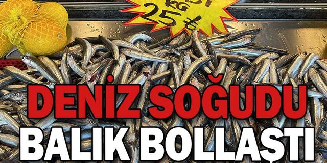 DENİZ SOĞUDU, BALIK BOLLAŞTI