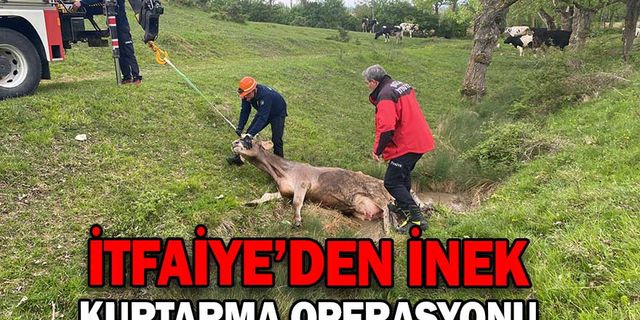 BOLU'DA DEREYE DÜŞEN İNEK VİNÇLE KURTARILDI