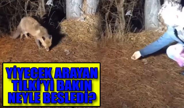 Yiyecek arayan tilkiyi köpek mamasıyla besledi