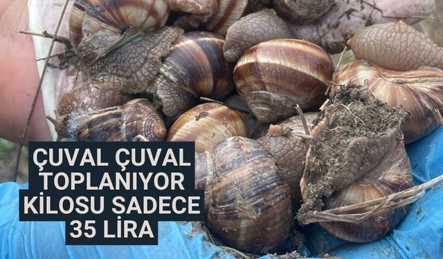 Çuval çuval toplanıyor kilosu sadece 35 lira
