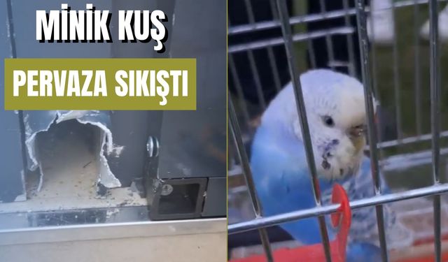 Pervaza sıkışan muhabbet kuşu kurtarıldı