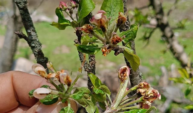 Bolu’da sıcaklıklar düşüyor; Don riski uyarısı yapıldı