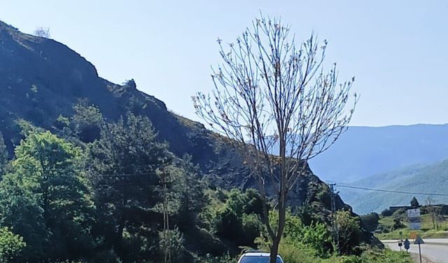 Kastamonu’da otomobil ağaca çarptı: 2 yaralı