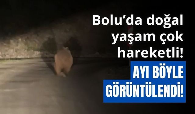 Bolu’da otomobil gören ayı korkup böyle kaçtı