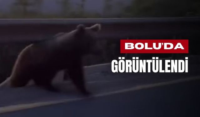 Yol kenarında boz ayı ve yavruları görüntülendi