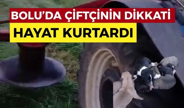Çiftçinin dikkati 8 köpek yavrusunu ölümden kurtardı