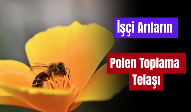İşçi Arıların Polen Telaşı