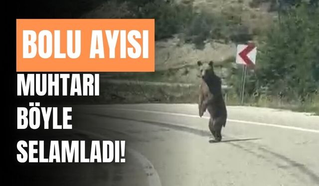 Bolu ayısı, muhtarı böyle selamladı