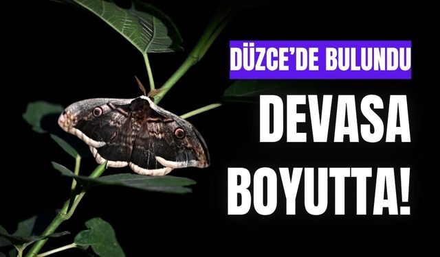 Kanat açıklığı 15 santim olan, devasa kelebek bulundu!