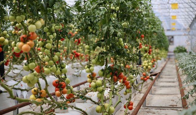 Kocaeli'de volkanik cürufla yetiştirilen ürünlerin sulaması yağmur suyuyla yapılıyor