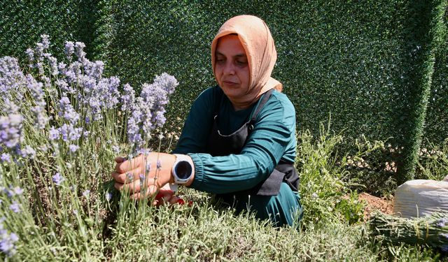 Köyünde kurduğu lavanta bahçesi, öğrencilere ve kadınlara da gelir kapısı oluyor