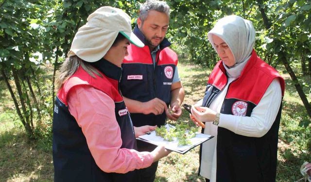Düzce’de fındık hasat tarihleri belli oldu