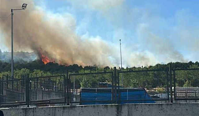 Kocaeli’de orman yangını çıktı