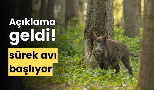 Yaban domuzlarına karşı "sürek avı" yapılacak