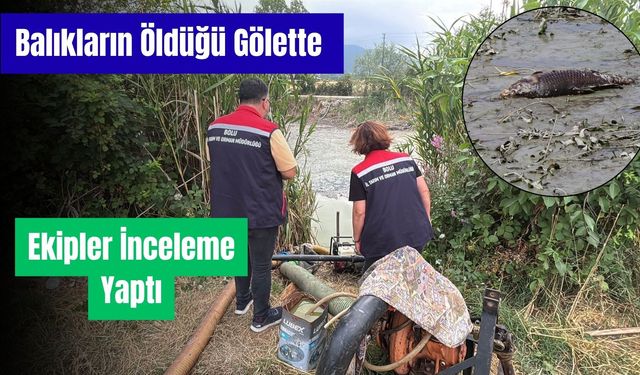 Bolu'da balık ölümlerinin yaşandığı gölde ekipler inceleme yaptı