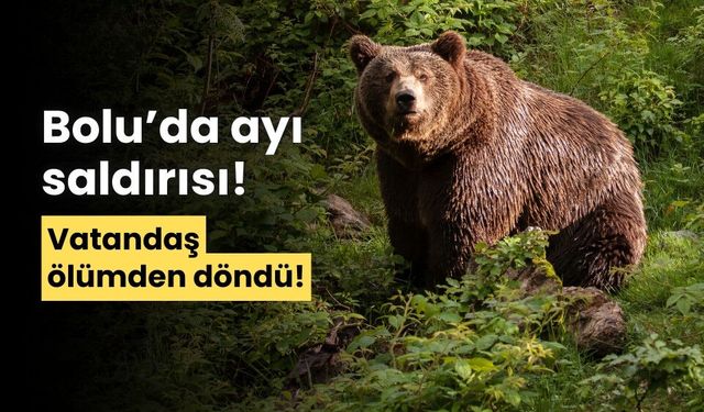 Bolu'da ayının saldırdığı vatandaş, ölümden döndü!