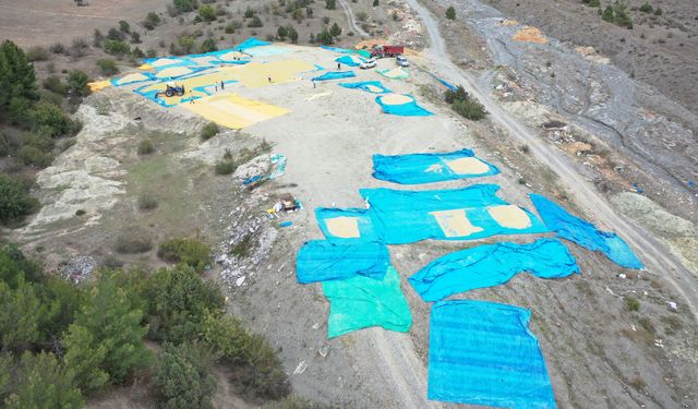 Pirinciyle ünlü Tosya'da çeltikler geleneksel yöntemlerle kurutuluyor