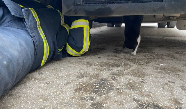 Kastamonu'da minibüsün motoruna sıkışan kedi yavrusu kurtarıldı