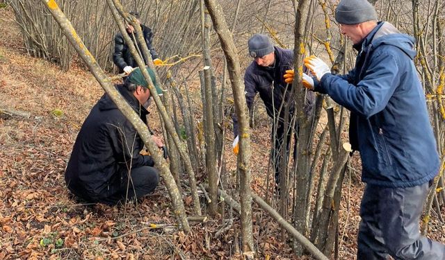 Bolu’nun doğal fındık ormanlarında, budama yapıldı