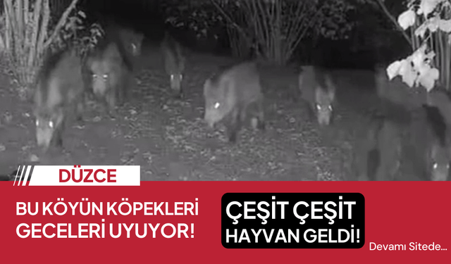 Köpekler geceleri uyuyunca; domuzlar, ayılar köye indi!