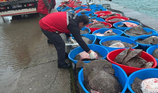 Kaçak yakalanan 500 kilogram kalkan balığı ele geçirildi!