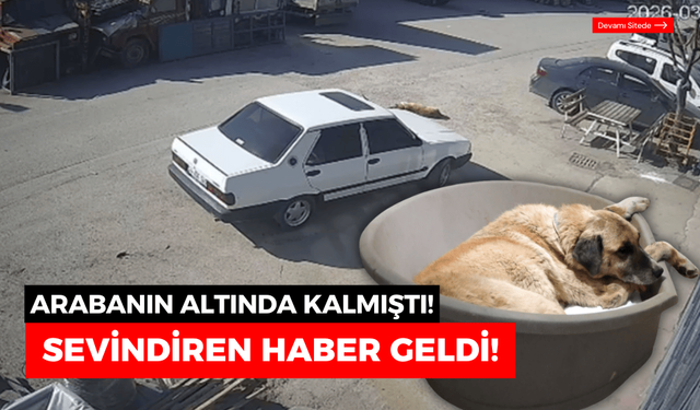 Otomobilin altında kalan köpekten, iyi haber geldi!