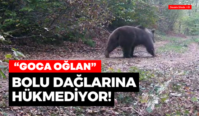 Bolu Dağlarında, bir ayı görüntülendi