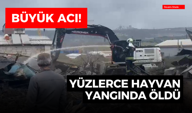 Büyük acı! Yüzlerce hayvanı yangında öldü
