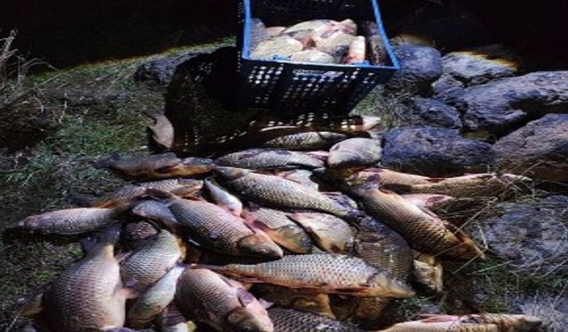 Bolu’da, kaçak yollarla yakalanmış 100 sazan, doğaya bırakıldı