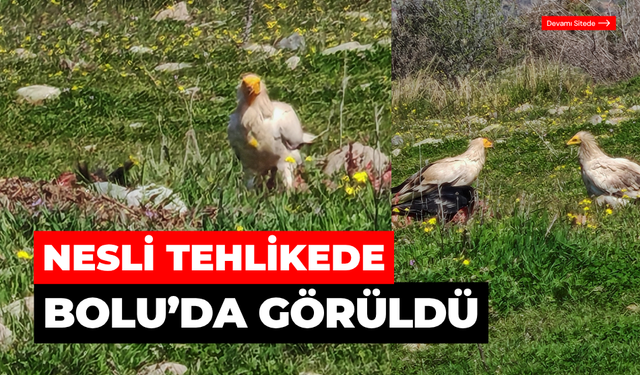 Nesli tehlikedeki Mısır akbabaları görüntülendi
