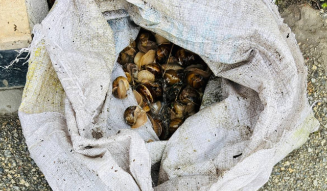 Bolu’da, kaçak toplanan 16 kilogram salyangoz yakalandı