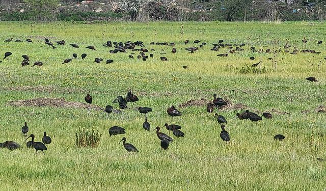 Çok nadir görülen kuş türü, Bolu'da fotoğraflandı