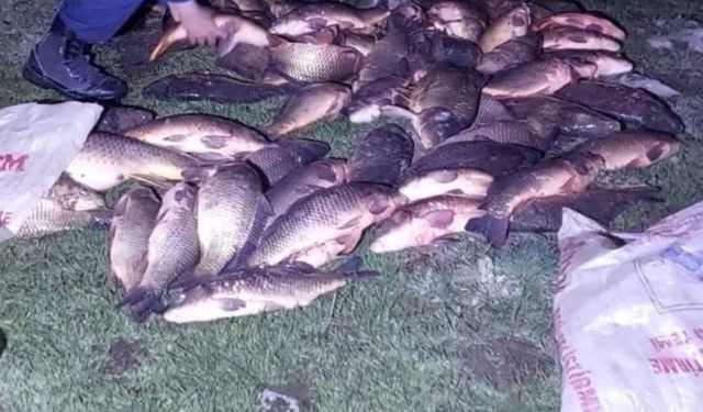 Kaçak avcılıkla yakalanan 91 sazan, doğaya geri bırakıldı
