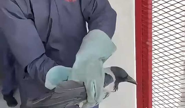 Bolu’da mahsur kalan kargıyı itfaiye kurtardı